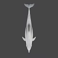 Graceful Dolphin Swimming In Deep Ocean With Sleek Body And Long Beak