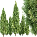 Evergreen Trees with Various Heights and Lush Foliage for Garden Landscaping