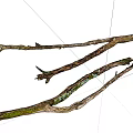 Rustic Stone Wood Branches With Natural Textures And Green Moss 3d model
