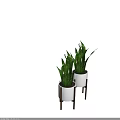 Bonsai Potted Plants With Green Striped Leaves In White Pots On Wooden Stands