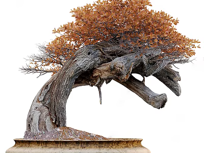 Bonsai Plant Featuring Thick Gnarled Trunk Curved Branches And Orange Autumn Leaves In Ceramic Pot 3d model