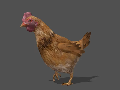 Brown Feathered Flying Animal Chicken With Red Comb Standing On Gray Background 3d model