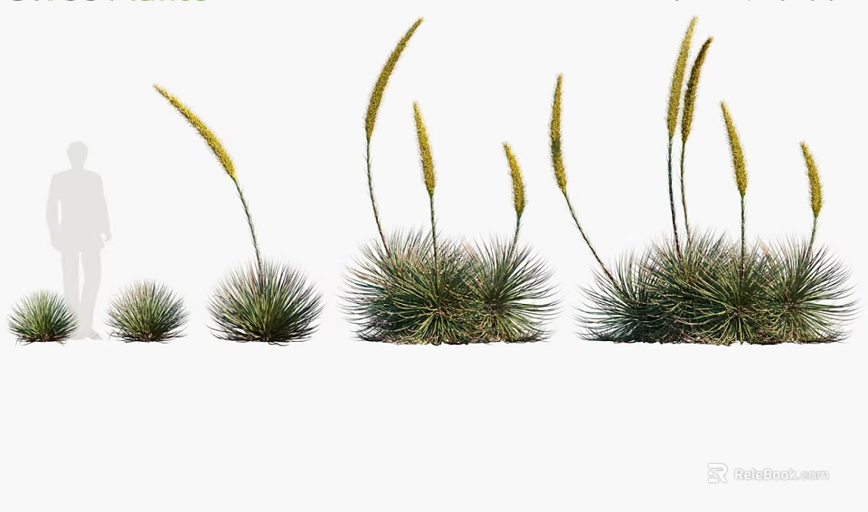 Clumping Herb Plants With Yellow Flower Spikes And Green Leaves In Different Growth Stages 3d model 