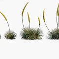 Clumping Herb Plants With Yellow Flower Spikes And Green Leaves In Different Growth Stages