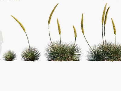 Clumping Herb Plants With Yellow Flower Spikes And Green Leaves In Different Growth Stages 3d model
