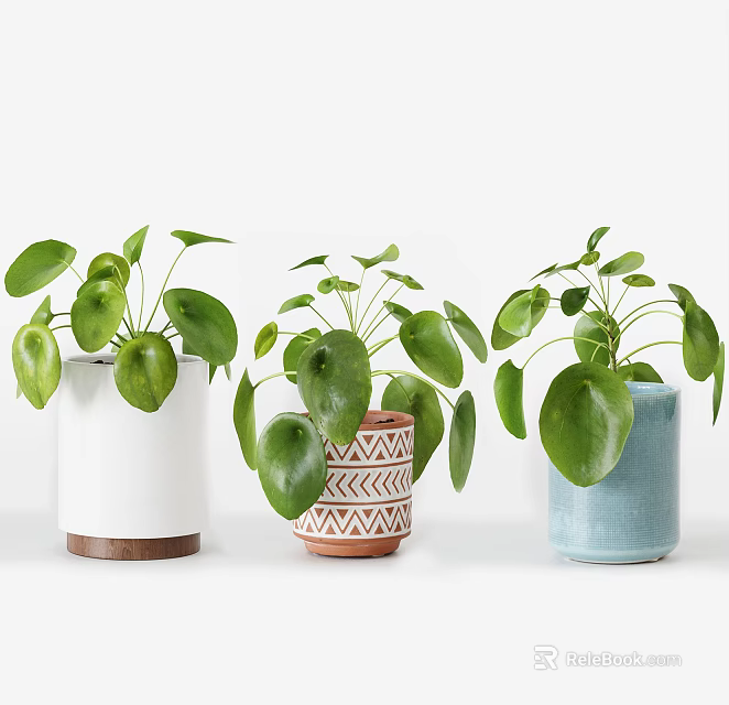 Potted Bonsai Plants Featuring Broad Green Leaves In Different Style Planters 3d model 