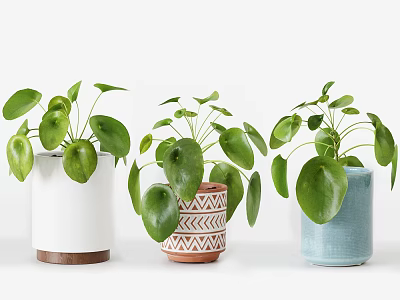 Potted Bonsai Plants Featuring Broad Green Leaves In Different Style Planters 3d model