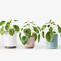 Potted Bonsai Plants Featuring Broad Green Leaves In Different Style Planters