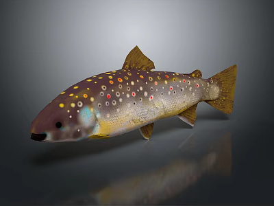 Colorful Freshwater Fish with Purple Body Yellow Red Spots Yellow Fins on Dark Background Reflection 3d model