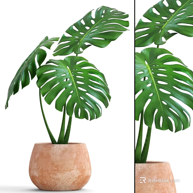 Natural Decorative Ornament Set with Green Monstera Leaves in Terracotta Pot 3d model 