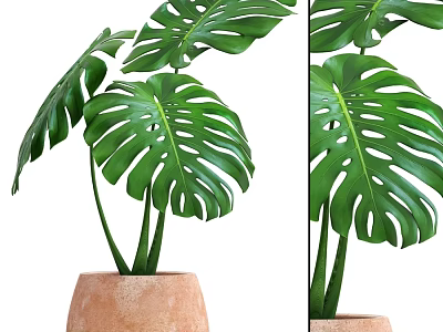 Natural Decorative Ornament Set with Green Monstera Leaves in Terracotta Pot 3d model