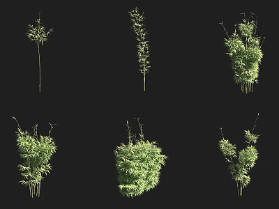 Different Types of Bamboo Plants with Green Foliage and Various Growth Forms 3d model