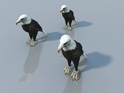 Three Bald Eagles Standing on Shiny Reflective Surface with Their Reflections 3d model