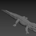 White 3D Crocodile Model With Detailed Scales And Body Structure 3d model