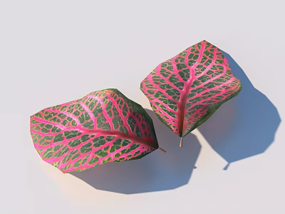 Pink And Green Leaves With Distinct Veins On Light Background With Shadows 3d model