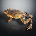 Brown and Yellow Frog With Webbed Feet And Detailed Body On Dark Background
