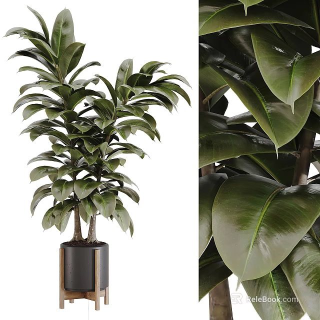 Green Plant with Lush Glossy Leaves in Black Cylindrical Vase 3d model 