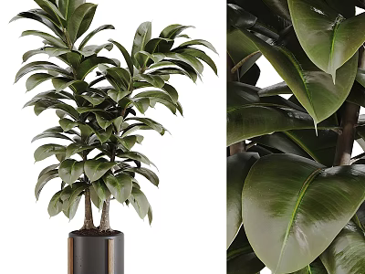 Green Plant with Lush Glossy Leaves in Black Cylindrical Vase 3d model