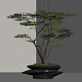 New Chinese Pine Bonsai Pohan Pine Potted Plant 3d model