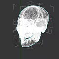 Human Skull Anatomical Model With Visible Jaw Muscles And Detailed Structure