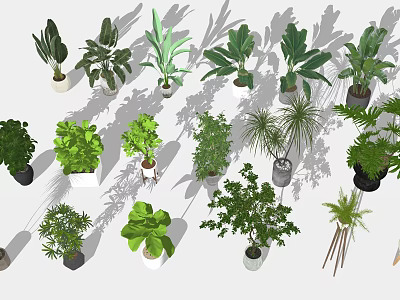 Assorted Bonsai and Potted Plants with Lush Green Leaves for Indoor Decor 3d model
