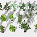Assorted Bonsai and Potted Plants with Lush Green Leaves for Indoor Decor