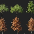 Modern Oak 3d model