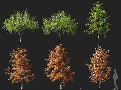Arbor Trees With Green And Orange Foliage Showing Seasonal Changes And Human Figure For Size Reference 3d model