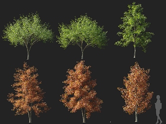 Modern Oak 3d model