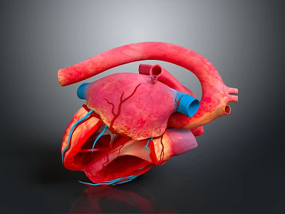 Detailed 3D Model of Human Thoracic Organ Heart With Anatomical Structure View 3d model