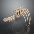 3D Rendered Skeletal Limb Structure With Elongated Appendages And Segmented Bones