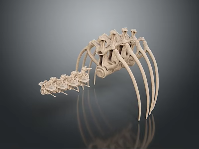 3D Rendered Skeletal Limb Structure With Elongated Appendages And Segmented Bones 3d model