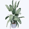 Tropical Potted Plant with Large Green Leaves in Light Gray Ceramic Pot