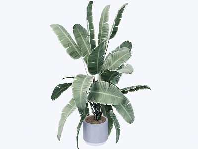 Tropical Potted Plant with Large Green Leaves in Light Gray Ceramic Pot 3d model