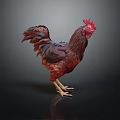Red Brown Feathered Rooster Standing Elegantly With Bright Red Comb And Tail 3d model