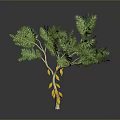 Lush Green Leaf Tree Bearing Fresh Yellow Fruits Against Gray Background