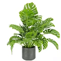 Lush Green Potted Plants with Monstera Leaves in Gray Pots for Indoor Home Decor