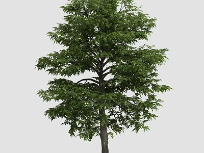 Lush Green Arbor With Dense Foliage And Strong Trunk In Natural Scene 3d model