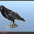 Realistic Black Crow In Various Poses Standing And Spreading Wings Details