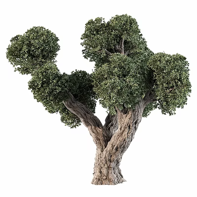 Vintage jewelry combination olive plant garden outdoor jungle 3d model