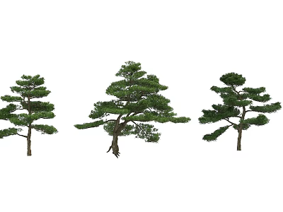 Three Elegant Shaped Arbor Trees With Lush Green Foliage And Natural Trunks 3d model