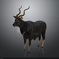 Antelope With Long Curved Horns Dark Textured Fur And White Neck Hair Standing Gracefully