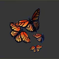 Monarch Butterflies With Orange Black Wings And White Spots Flying On Gray Background
