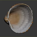 Decorative Shell Shaped Bowl With Orange White Edges Wavy Texture For Home Decor