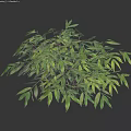 Lush Green Shrub With Dense Foliage And Vibrant Leaves In Natural Growth