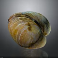 Colorful Striped Clam Shell in Detailed Close-up View with Shiny Surface