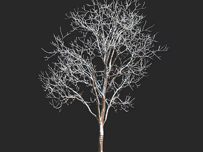 Bare Tree With Intricate Branches Isolated Against Black Background In Winter 3d model