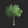 Isolated Arbor With Green Leaves And Brown Trunk On Black Background