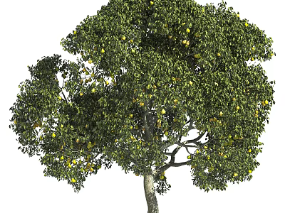 Healthy Lush Fruit Bearing Arbor With Green Leaves And Yellow Fruits 3d model