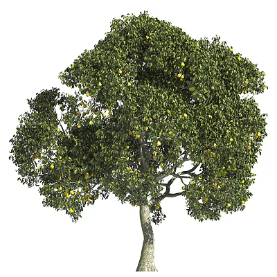 Healthy Lush Fruit Bearing Arbor With Green Leaves And Yellow Fruits 3d model